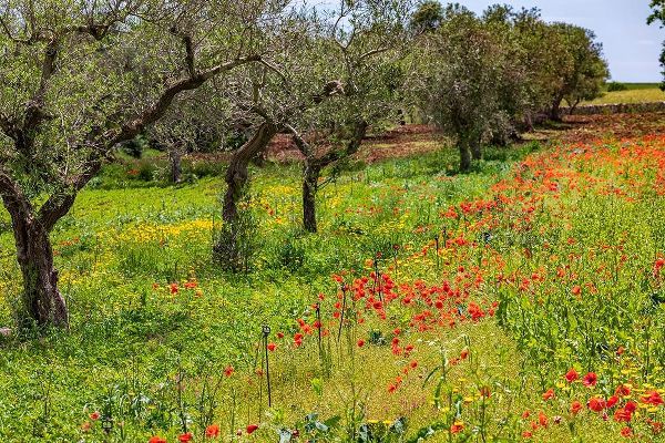 Italy-Apulia-Metropolitan City of Bari-Gioia del Colle Poppies growing amid rows of olive trees